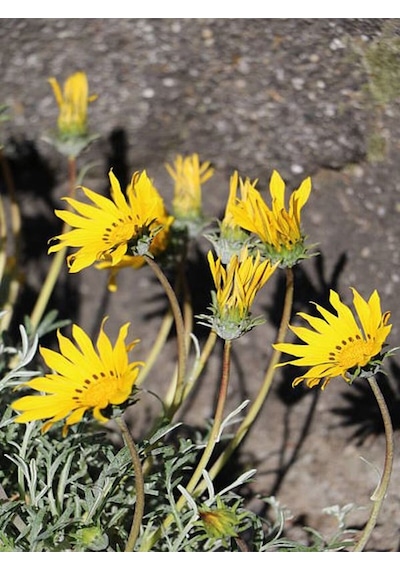 Videolu Çalı Papatyası Sarı Renkli 5 10 Cm 1 Adet Saksılı Canlı Bitki Euryops Pectinatus