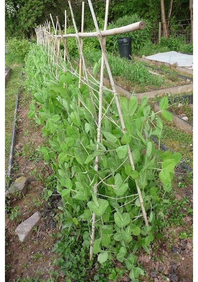 50 Adet Bambu Bitki Fidan Destek Çubuğu 1 Metre