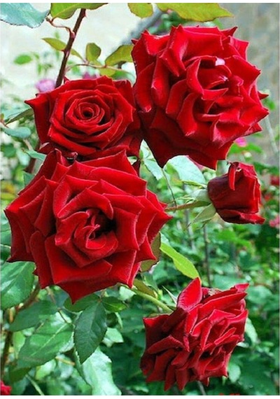 Videolu Koyu Kırmızı 1 Adet Çıtır Minyatür Gül Fidanı 10-15cm Tüplü\saksılı Miniature Rose