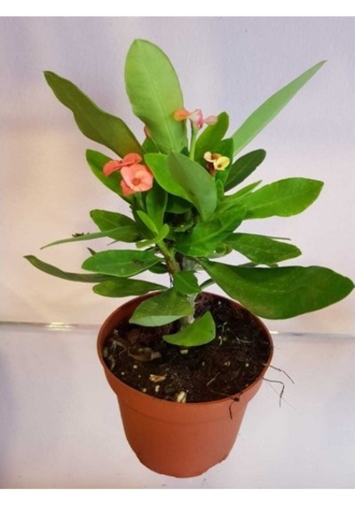 Dikenler Tacı Euphorbia Milli Fidanı 10-20 Cm