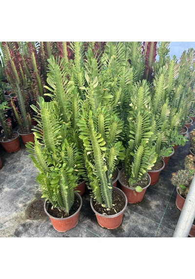 Bol Dallı Büyük Boy Euphorbia Trigona Green - Afrika Yeşil Süt Ağacı Kaktüsü 1 Adet