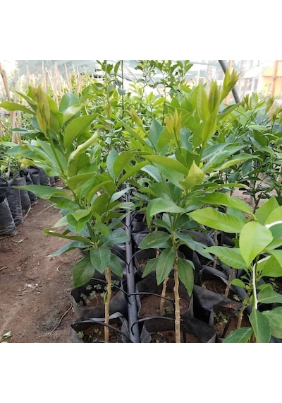 Aşılı Bodur Yediveren Mayer Limon Fidanı Torbada 3 Yaş 80 - 90 CM