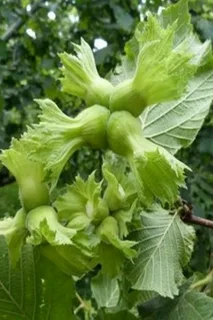 Giresun Fındık Fidanı 80-100 Cm