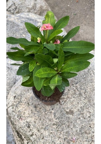 Pembe Milli Dikenler Tacı 1 Adet Saksılı Kaktüs 20-40 Cm Ofis Bitkisi Euphorbia