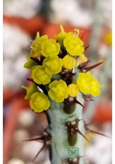 Euphorbia Aeruginosa Özel Tür Kücük Sarı Çiçek Veren Sütleğen Mav