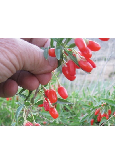 Kırmızı Goji Berry Fidanı 2-3 Yaş
