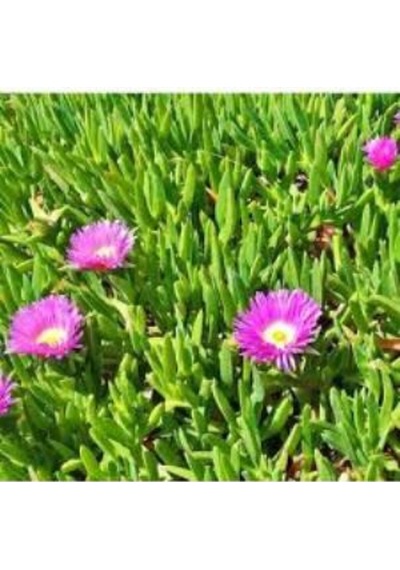 Gardenbox Saksılı Kaz Ayağı Çiçeği Fidanı 10-20 Cm