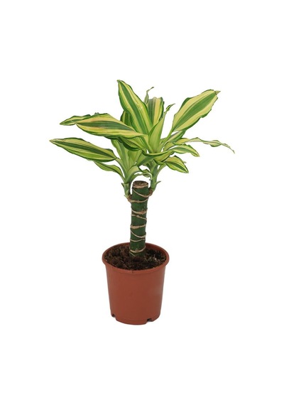Dracaena Yellow Coast Yeşil