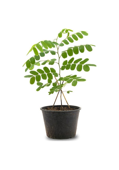 Videolu Mis Kokulu 1 Adet Defne Ağacı Fidanı 60-120cm Saksılı\tüplü Laurel Tree Sapling