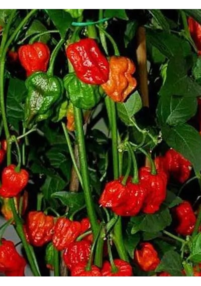 +3 Adet Dünyanın En Acı Biberi Carolina Reaper Tohumu Bire Bir Ürün