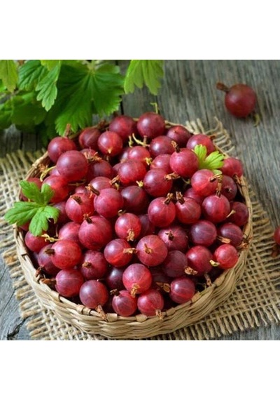 Tüplü Hinnonmaki Red Kırmızı Bektaşi Üzüm Fidanı Soğuklara Dayanıklı