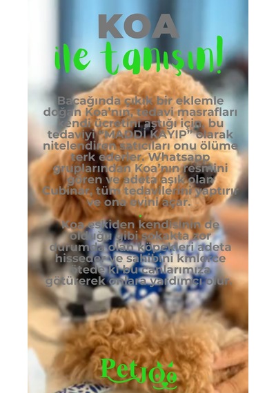Petjoo 14.Koa Yeşil-Gri Qr'lı Köpek Künyesi