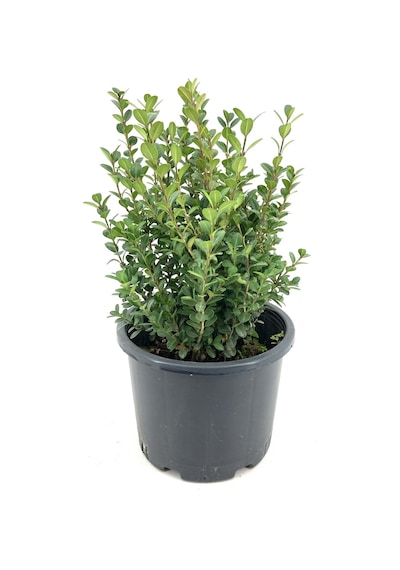 Şimşir 35-40 Cm