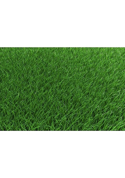 4lü Karışım Ithal Çim Tohumu 1 Kg