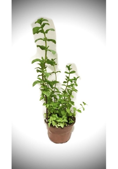 Nane Fidesi Fidanı Saksıda 10-20 Cm