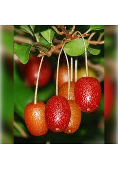 Japon Kirazı Big Goumi 50 -75cm Özel Ürün