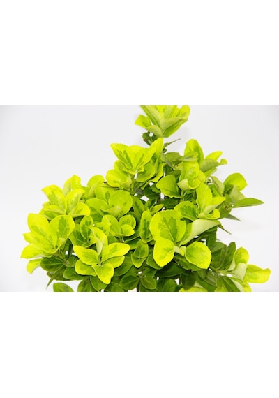 Sarı Saksıda Gold Taflan Euonymus