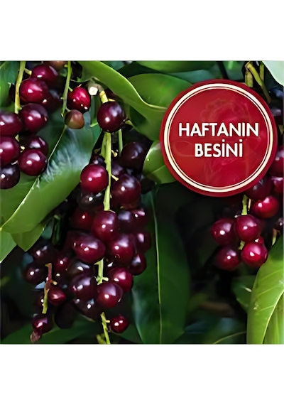 Karayemiş Taflan , Trabzon Kirazı 150-200 Cm Özel Kalite Olar