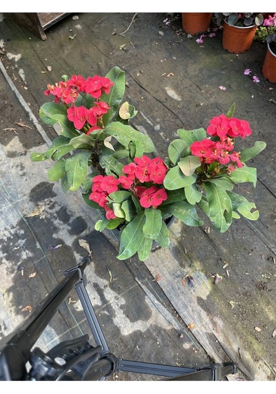 Videolu Dikenler Tacı 25 40 Cm Saksılı Kaktüs Euphorbia