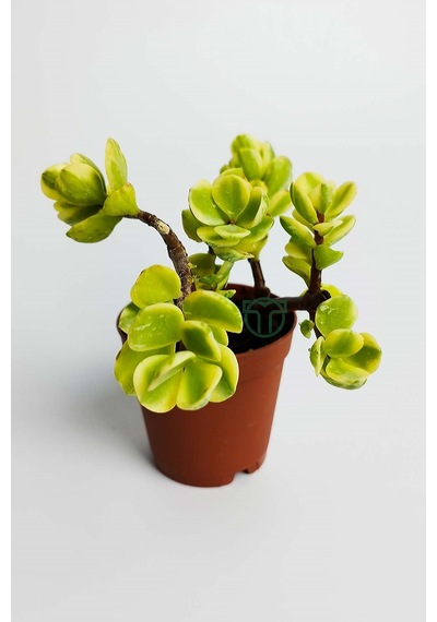 Para Ağacı Bereket Çiçeği Afra Variegata Özel Tür Sukulent
