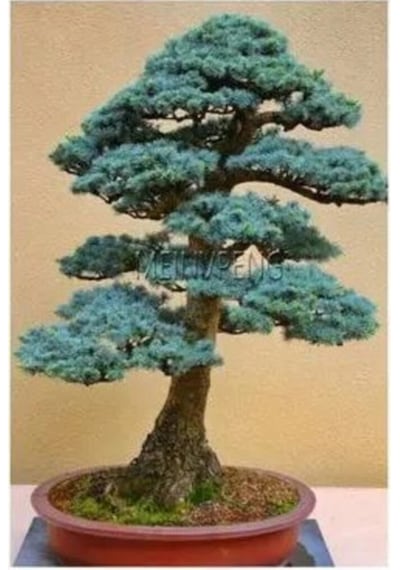 Ithal Nadir Bodur Mavi Selvi Bonzai Ağacı Tohumu 5 Tohum Bonsai Tohumu