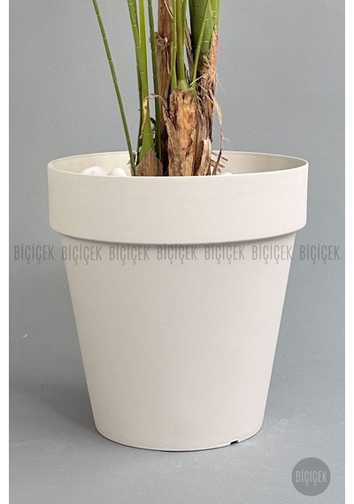 Biçiçek Yapay Areka Ağaci 220 Cm 4 Gövdeli̇ Krem Yali Saksıda