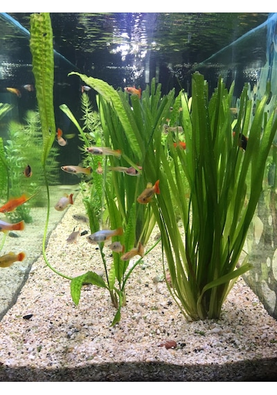 Dev Saz Vallisneria 1 Saksı Akvaryum Bitkisi Akvaryum Bitkileri 1 Bağ-Saksı