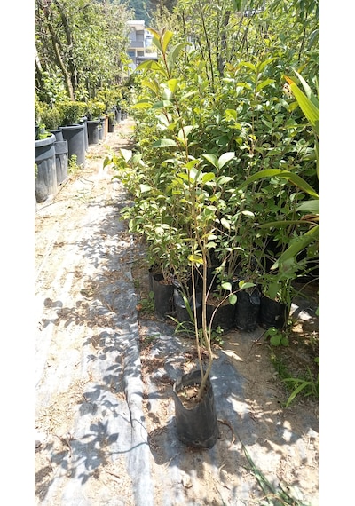 Ligustrum Fidanı 30-50 Cm 10 Adet