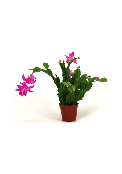 Videolu Mor Yılbaşı Çiçeği Fidanı 1 Adet Saksılı 15-25cm Salon Iç Mekan Bitkisi Paskalya