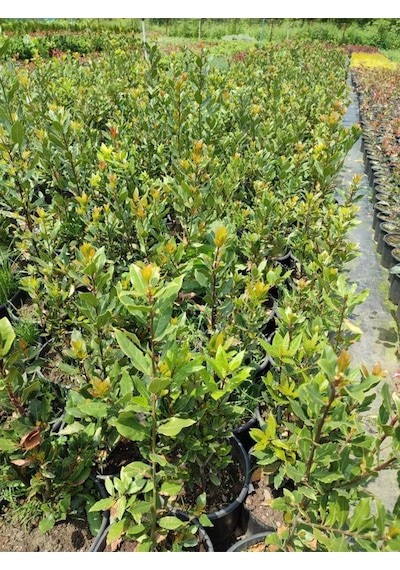 Yaprağı Kokulu Defne Fidanı 1 Adet Saksılı/tüplü Laurus Nobilis
