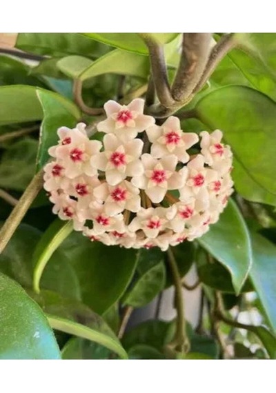 Harika Görünüm Beyaz Mum Çiçeği Fidanı 15-25 Cm Saksılı Çiçekli Bodur Bitkiler Hoya Carnosa