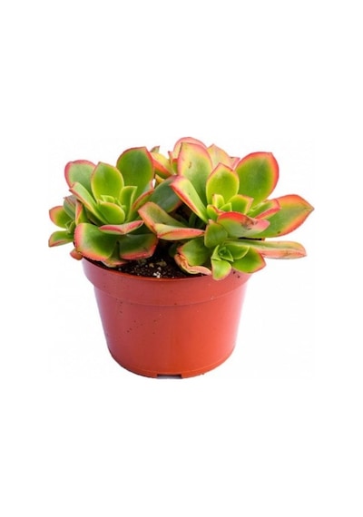 Aeonium Kiwi Gökkuşağı Sukulent 10 Adet