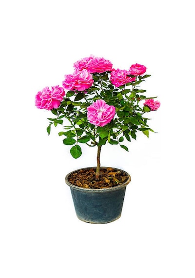 Videolu Pembe Kokulu 1 Adet Isparta Gül Fidanı Saksılı 50-75cm Isparta Pink Rose Sapling