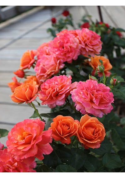 Videolu Yediveren Beyaz Pembe Ve Narçiçegi 30 80 Cm 3 Adet Saksılı Aşılı Gül Rose