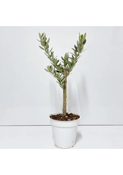 Thebestonline Zeytin Fidanı, 20-30 Cm