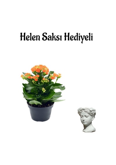 Kadınlar Gününe Özel Hediyelik Turuncu Kalanşo Çiçeği Helen Saksı Hediyeli