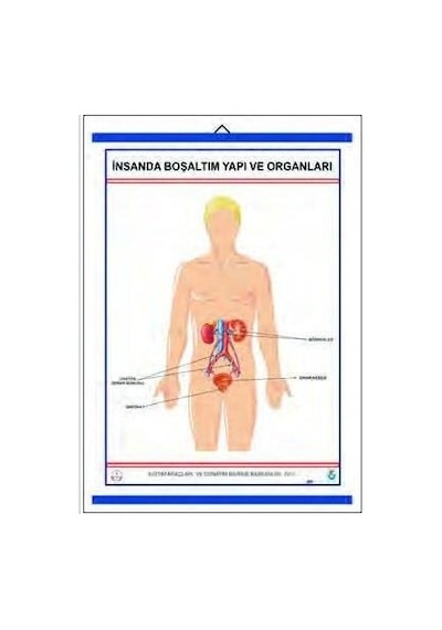İnsanda Boşaltım Yapı ve Organları