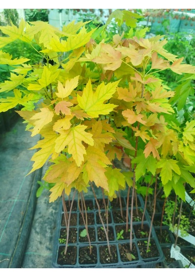 Kırmızı Şeker Akçaağacı Fidanı - Acer Saccharum