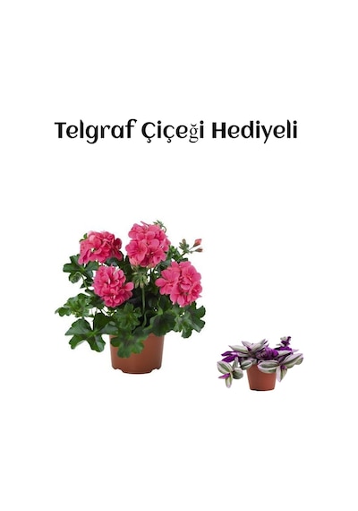 Hediyelik Pembe Sakız Sardunya Çiçeği Fidanı Sevgililer Gününe Özel Telgraf Hediyeli