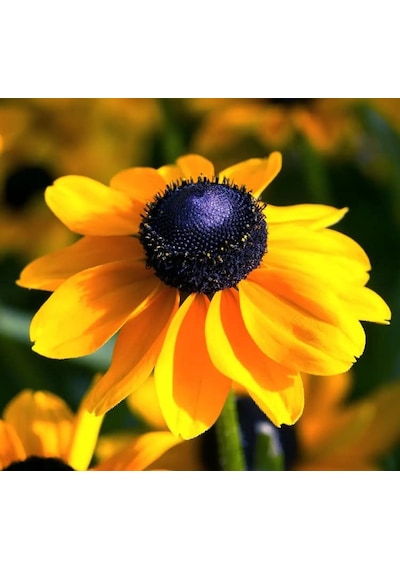 Rudbekya Çiçeği Tohumu Dalgalı Bodur Sarı Kırmızı Renkli - 5 Tohum