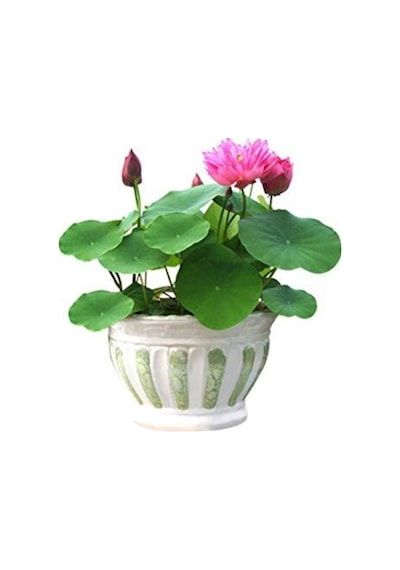 Eko Paket 5 Adet Tohum Nadir Ithal Kutsal Lotus Tohumu Nilüfer Çiçeği
