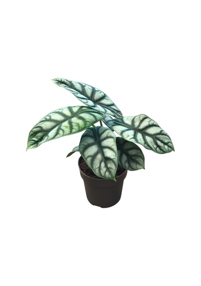 Alocasia Baginda 'Silver Dragon' Fil Kulağı Ø14 Cm 30-35 Cm