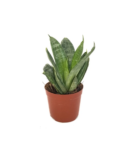 Sansevieria 'green Hahnii' Paşa Kılıcı Ø8,5 Cm H15-20 Cm