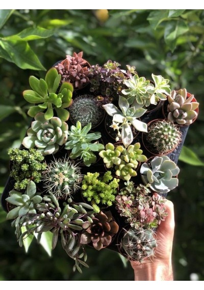 Karışık Sukulent Kaktüs Seti 3 Adet Saksılı 5-10cm Özel Tür Haworthia Fasciata