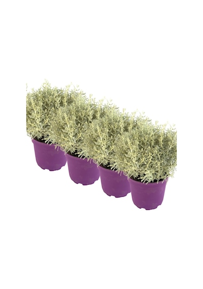 Nura Botanik 4 Lü Lavantin Set 30-50 Cm