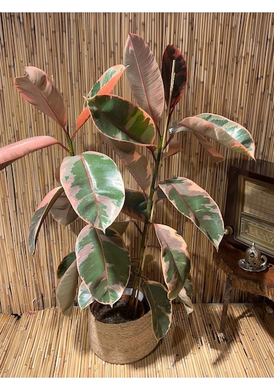 Ficus Elastica Belize Alacalı Kauçuk Bitkisi Tek Gövde 70-80 Cm Boy Özel Kutulu