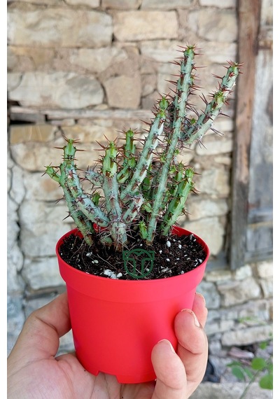 Euphorbia Aeruginosa Özel Tür Kücük Sarı Çiçek Veren Sütleğen Mav