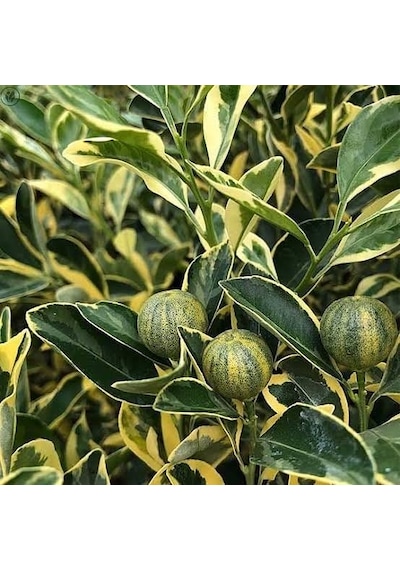 6 Yaş Aşılı Alacalı Calamondin Süs Mandalinası Fidanı. Saksıda