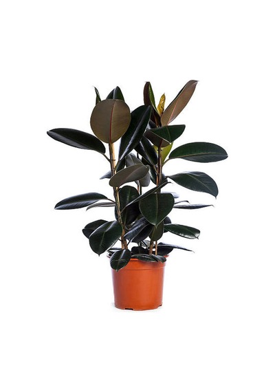 Yeşil Şeflera 2'li Dikim 40-60cm-yeşil Benjamin-kauçuk 2'li Salon Ofis Çiçek Seti
