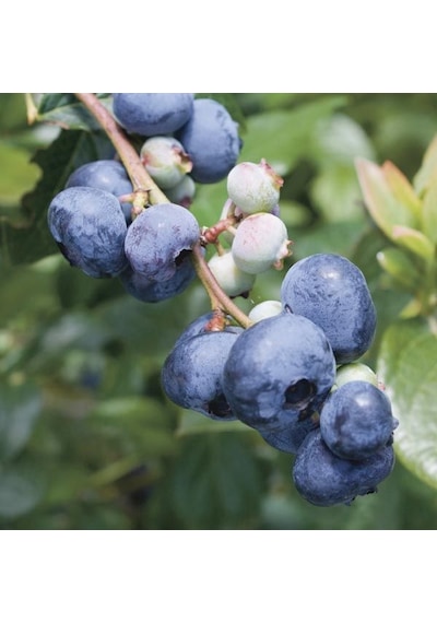 3 Yaş Bluegold Çeşiti Yaban Mersini Fidanı